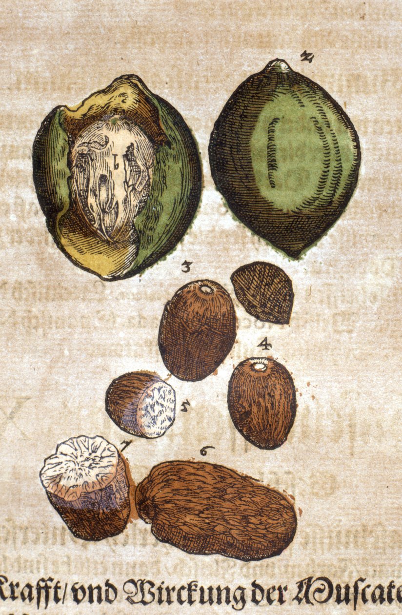 Nutmeg. Engraving in 