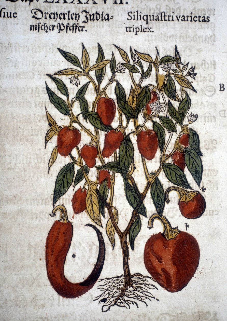 Peppers or Siliquaftri varietas triplex - In 