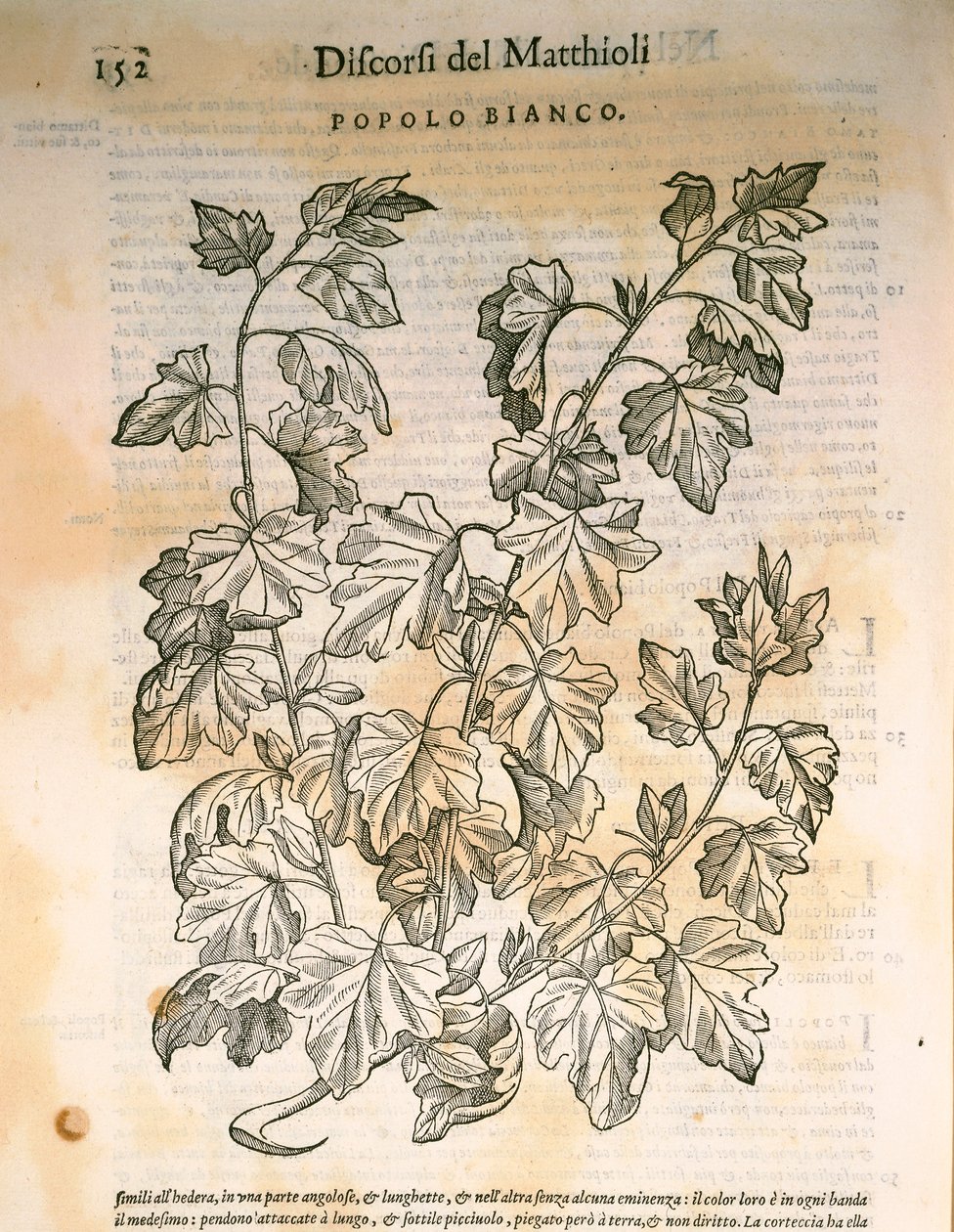 Poplar (Populus), engraving by Pier Andrea Mattioli by Pietro Andrea Mattioli