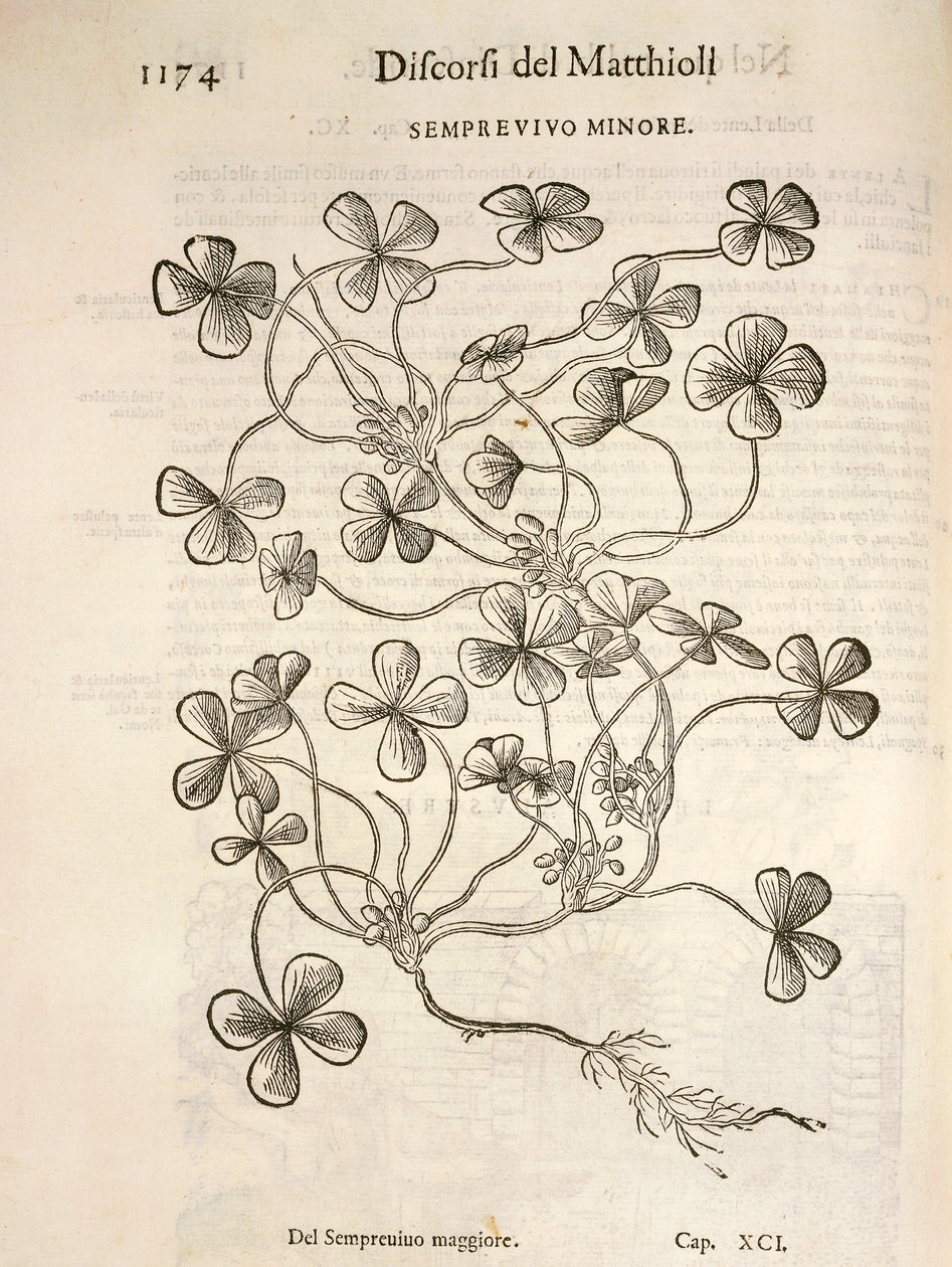 Sempervivum, engraving by Pier Andrea Mattioli by Pietro Andrea Mattioli