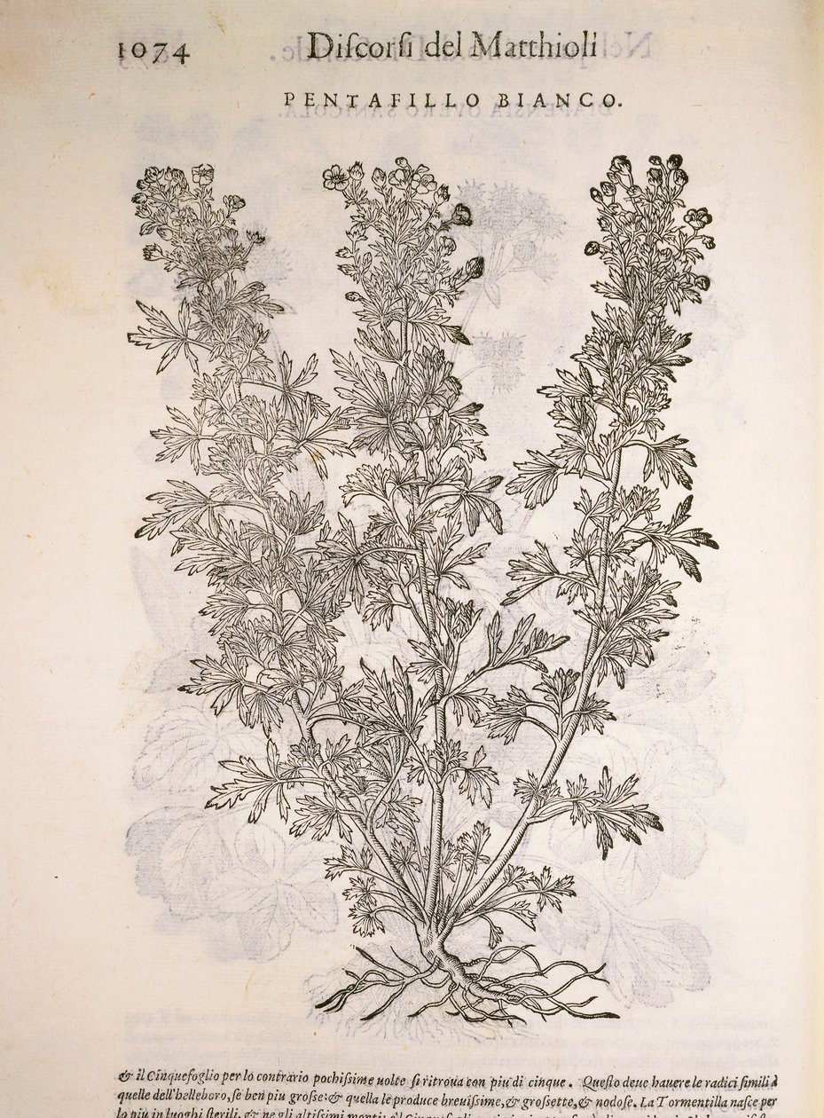 Silverweed (Potentilla alba), engraving by Pier Andrea Mattioli by Pietro Andrea Mattioli