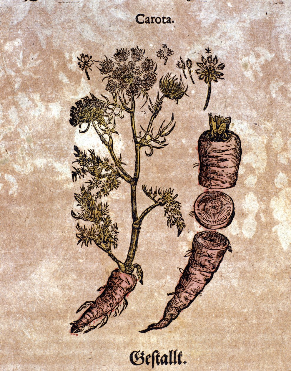 The carrot. Engraving in 