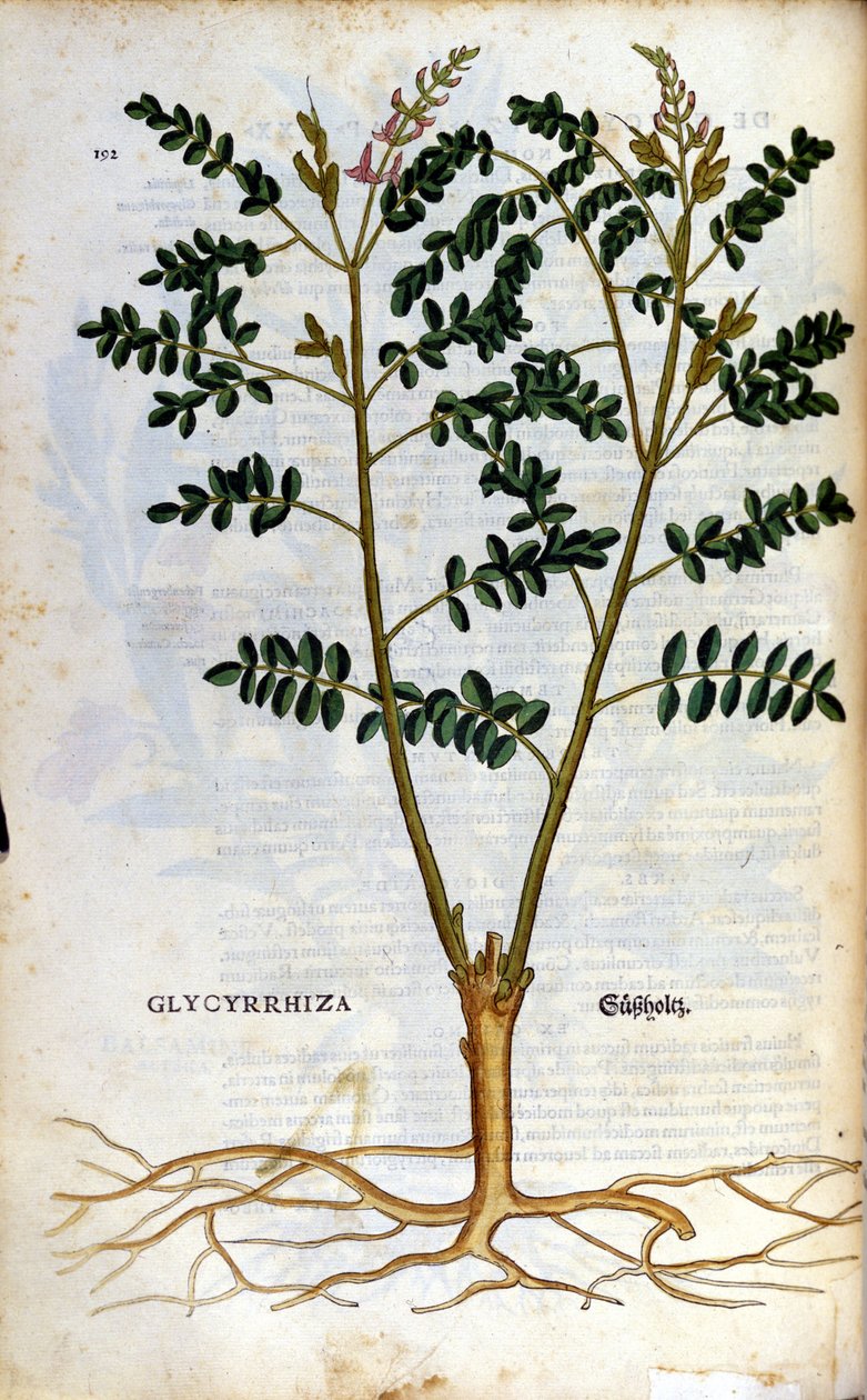 The Liquorice. Engraving in 