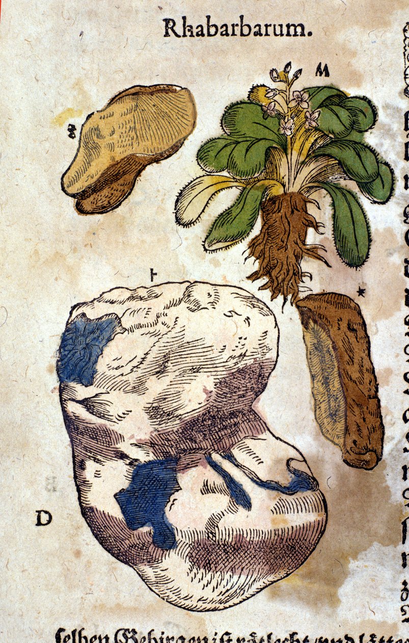 The Rhubarb. Engraving in 