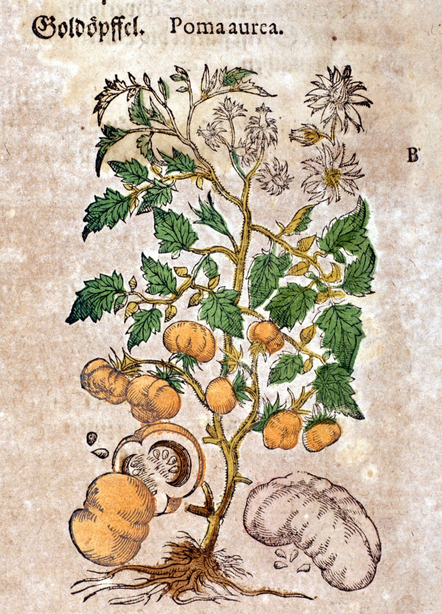 Tomato. Engraving - in 