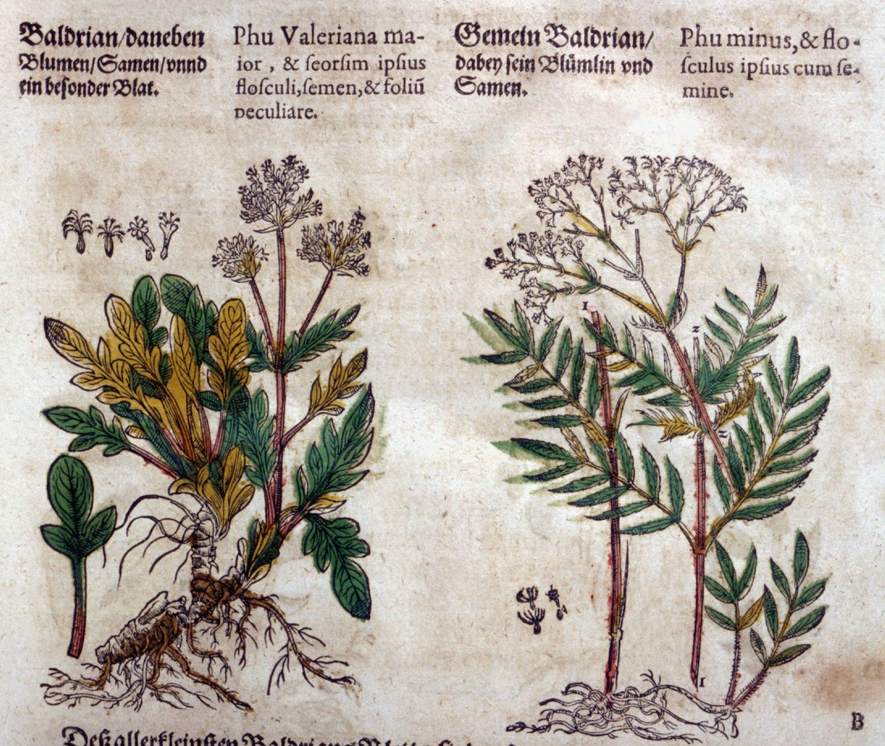Valerian: two species with plant description by Pietro Andrea Mattioli