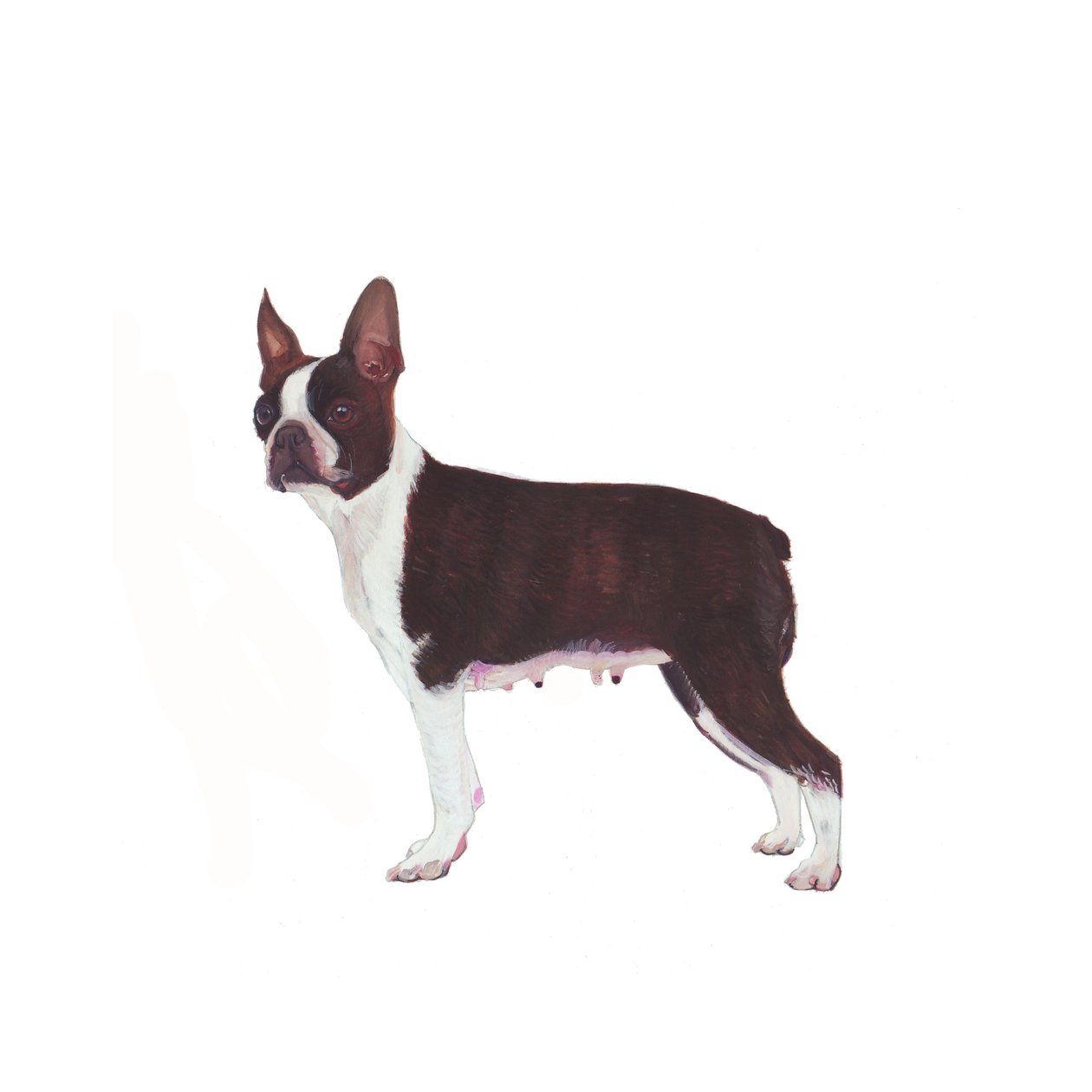 Boston Terrier, 2011 by Polly Horner