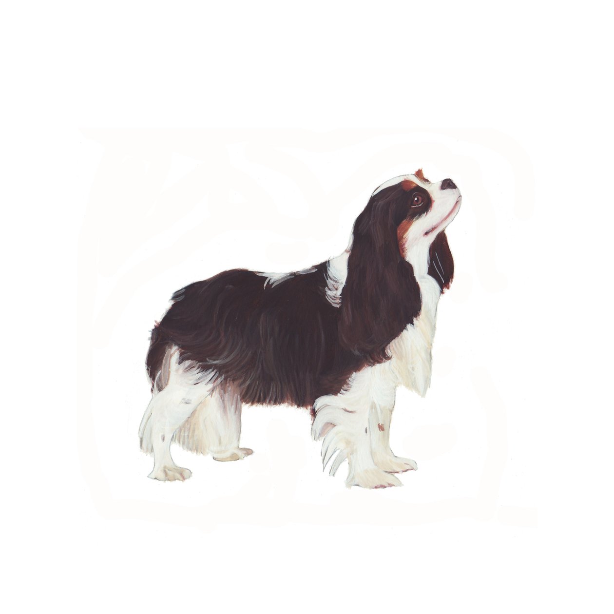 Cavalier King Charles Spaniel, 2011 by Polly Horner
