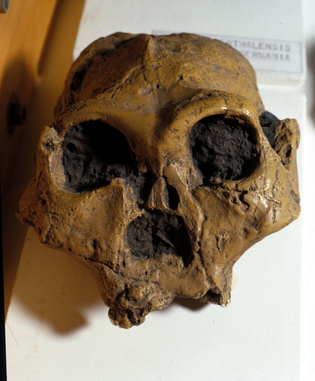 Australopithecus Africanus. Sterkfontein, South Africa. The skull is about 2.5 million years old by Prehistoric Prehistoric
