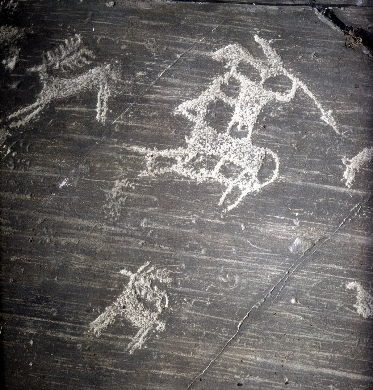 Camunni civilization, Prehistory, rock art: grave rock, representing hunters and deer. Rocher de Naquane, in Valcamonica (Val Camonica) by Prehistoric Prehistoric