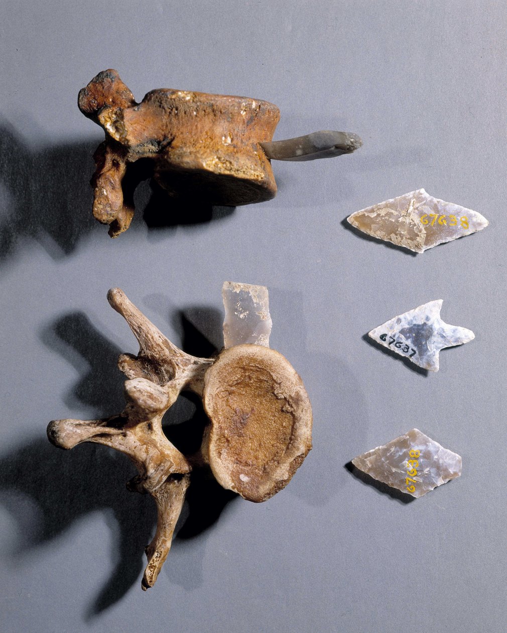 Flint with prehistoric bone in, Museum of National Antiquities by Prehistoric Prehistoric
