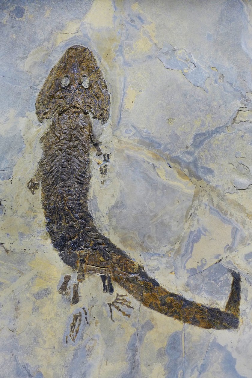 Fossil Footprint of Sclerocephalus sp, Permian Amphibian by Prehistoric Prehistoric