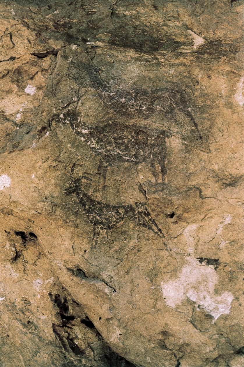 Mesolithic Rock Art: Deer and Goats, Spain, Bicorp, La Arana Cave by Prehistoric Prehistoric