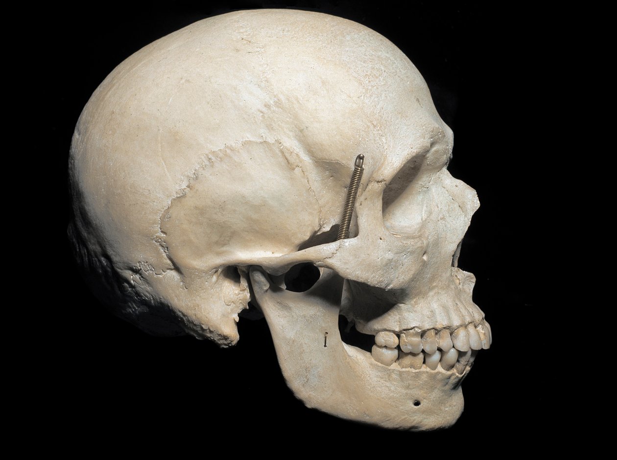 Paleontology: Skull of Homo Sapiens by Prehistoric Prehistoric