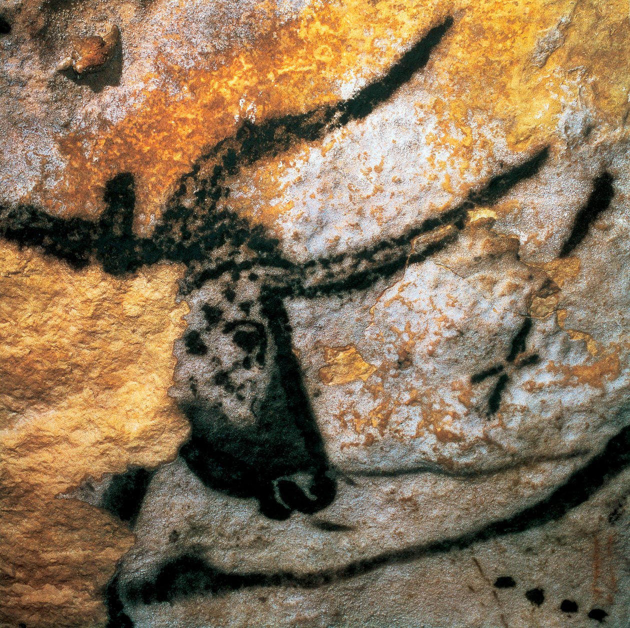 Parietal painting depicting an auroch, Bulls Room, Lascaux cave, Paleolithic Magdalenian period by Prehistoric Prehistoric