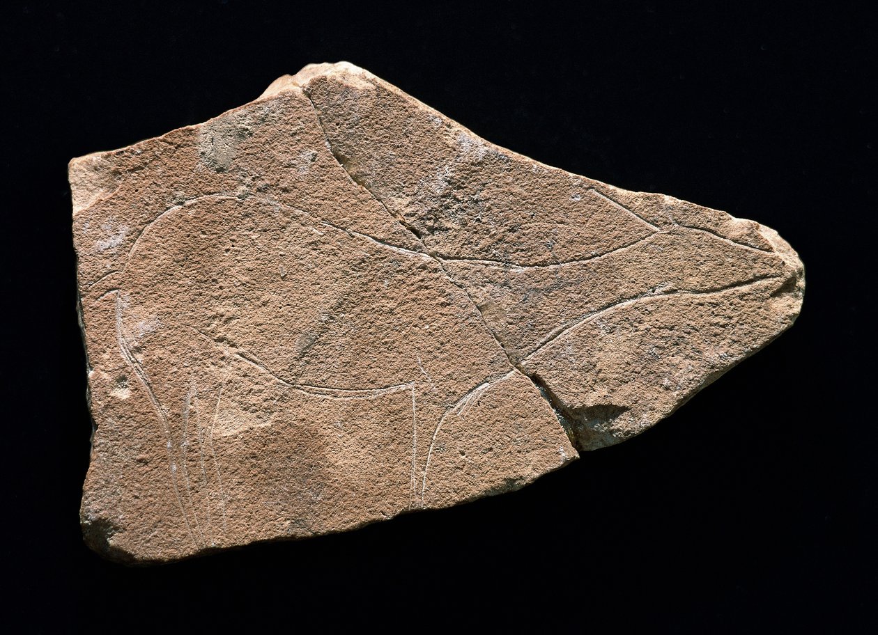 Petroglyph Representing a Deer, Parpallo Cave, Spain. Upper Paleolithic, Solutreen by Prehistoric Prehistoric