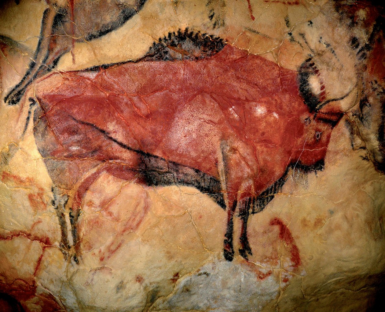 Bison or Auroch, Cave Painting in Altamira by Prehistoric Prehistoric