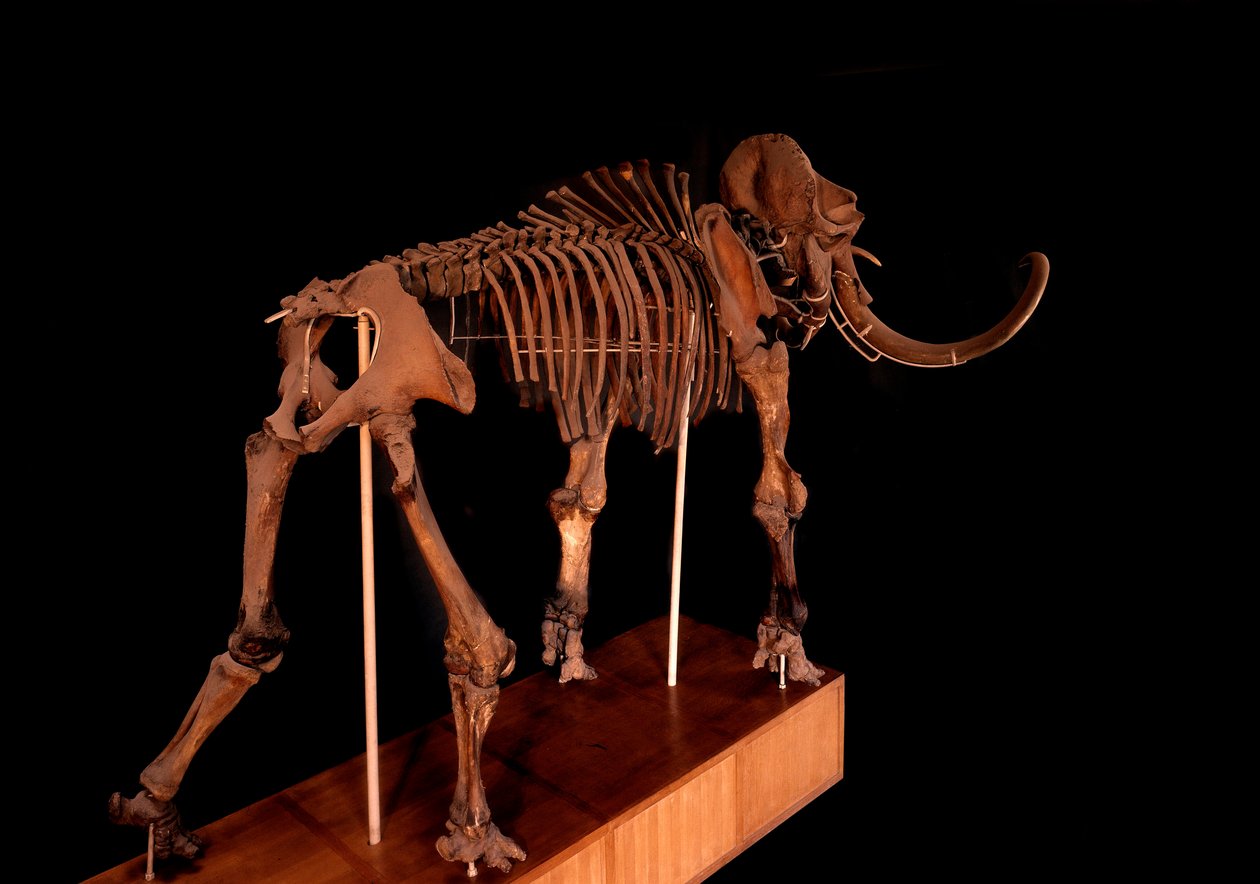 Dinosaur: mammoth skeleton, Paris, natural history museum by Prehistoric Prehistoric