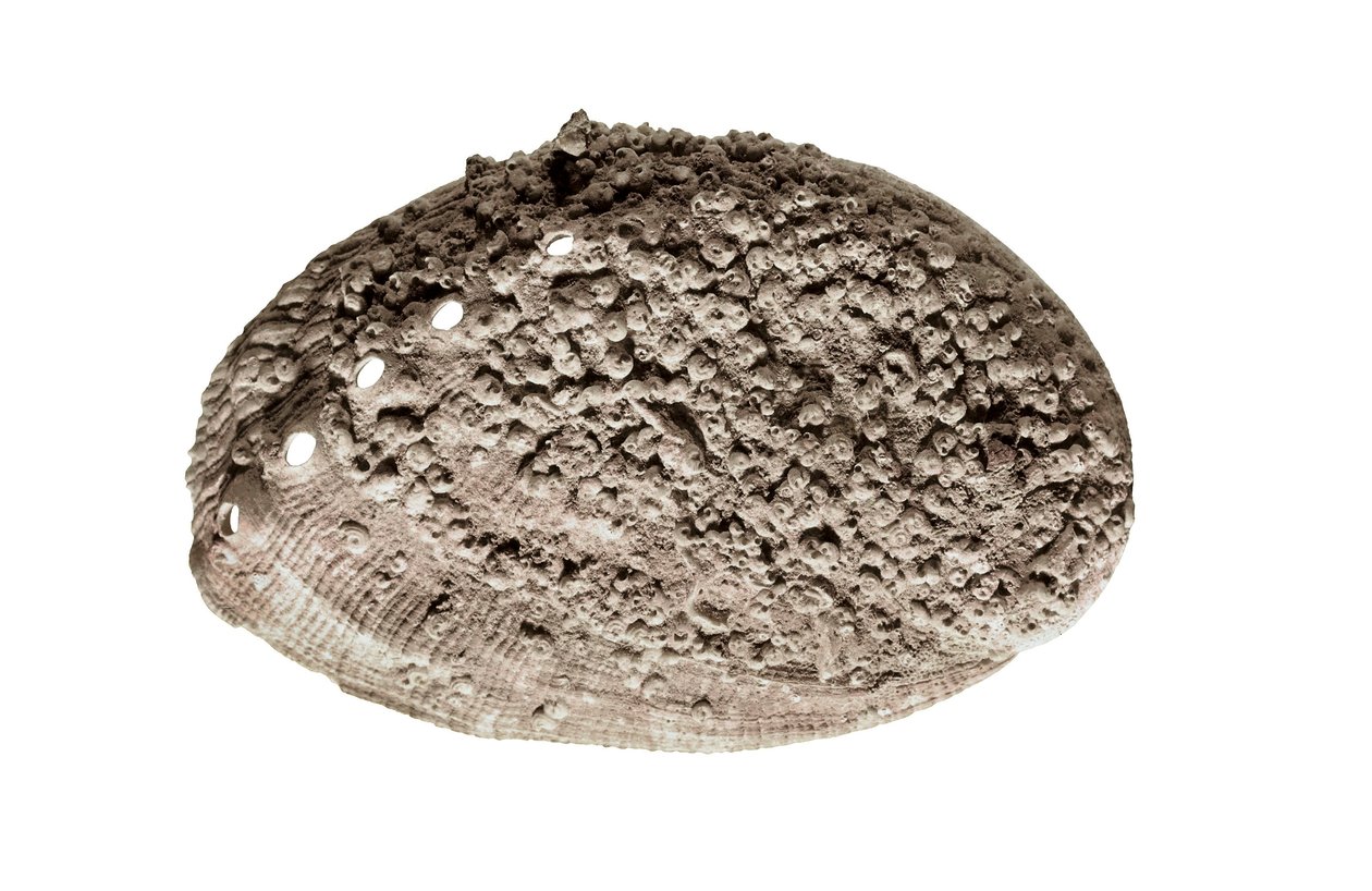 Prehistoric Art: Shell Fossil, from the Cave of La Riera, Barcelona by Prehistoric Prehistoric