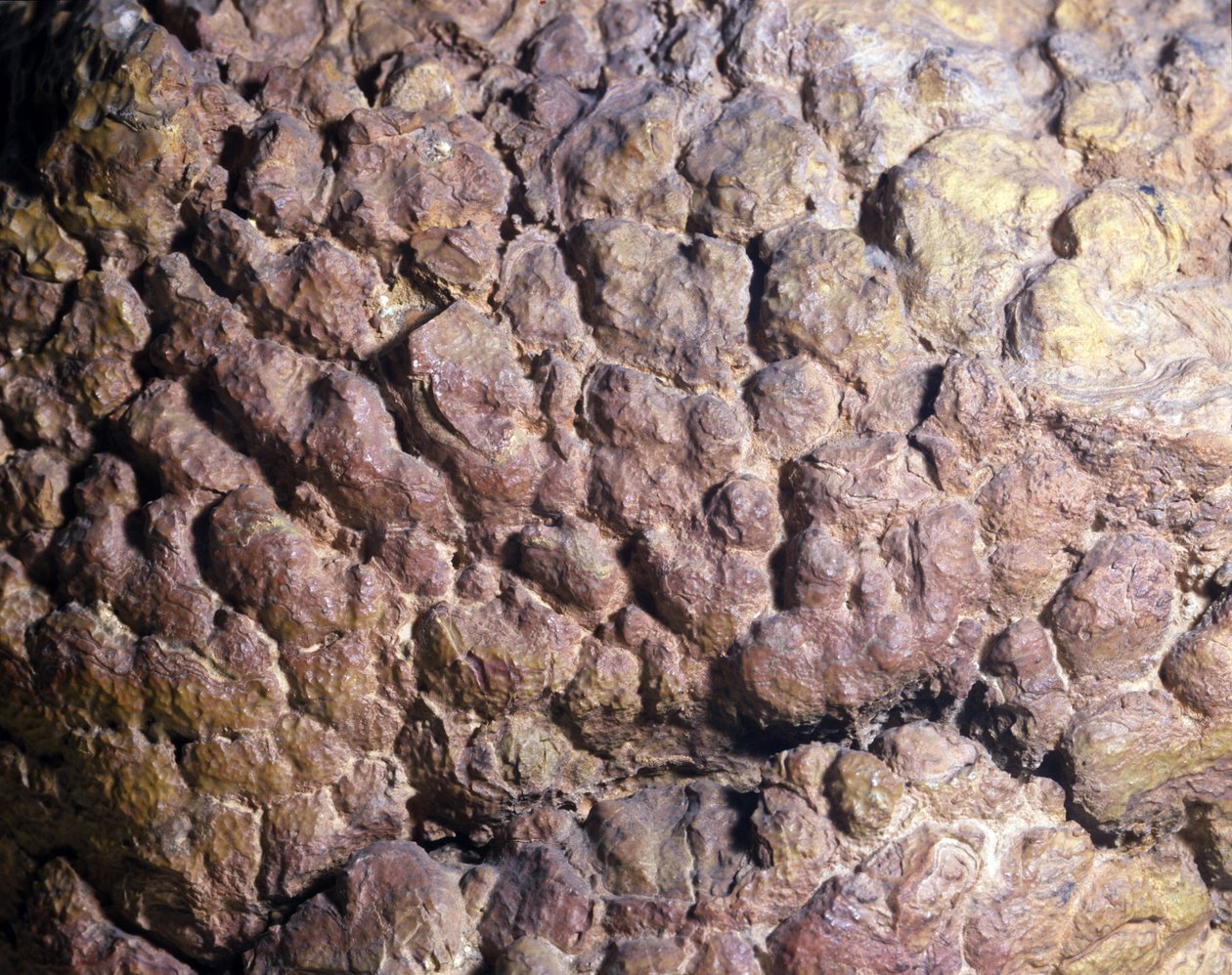 Prehistory: Collenia rock of stromatolith or stromatolite from North Africa. Silurian period by Prehistoric Prehistoric