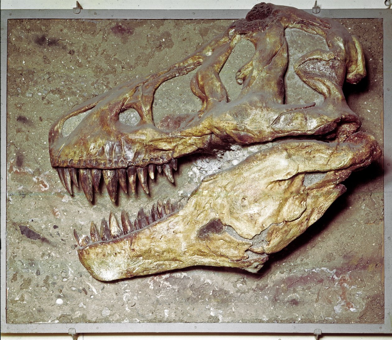 Prehistory: Dinosaur skull Tyrannosaurus rex (T Rex or tyrannosaur). Cretaceous period. Museo civico di storia naturale, Milan by Prehistoric Prehistoric