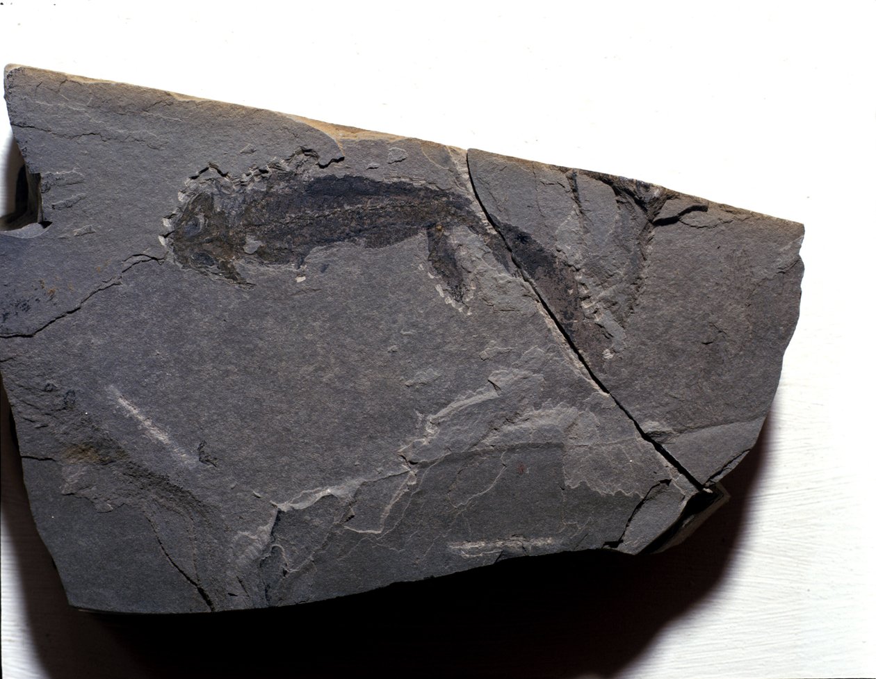 Prehistory: Permian period, Paleozoic era. Branchiosaurus (Brahiopode) fossil. Found in Rotliegen in Germany by Prehistoric Prehistoric