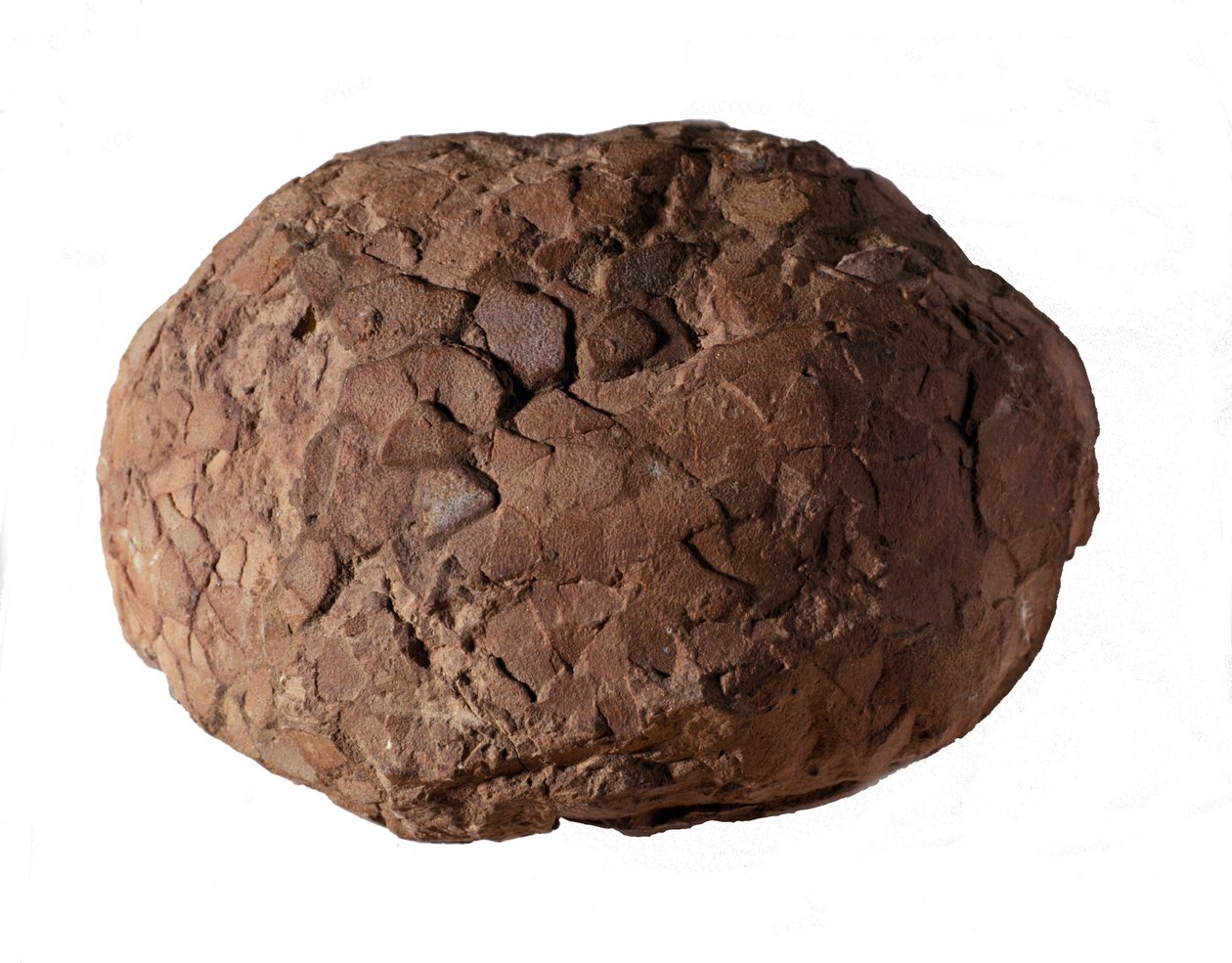 Prehistory: dinosaur egg found in Provence. Mesozoic era, Jurassic period by Prehistoric Prehistoric