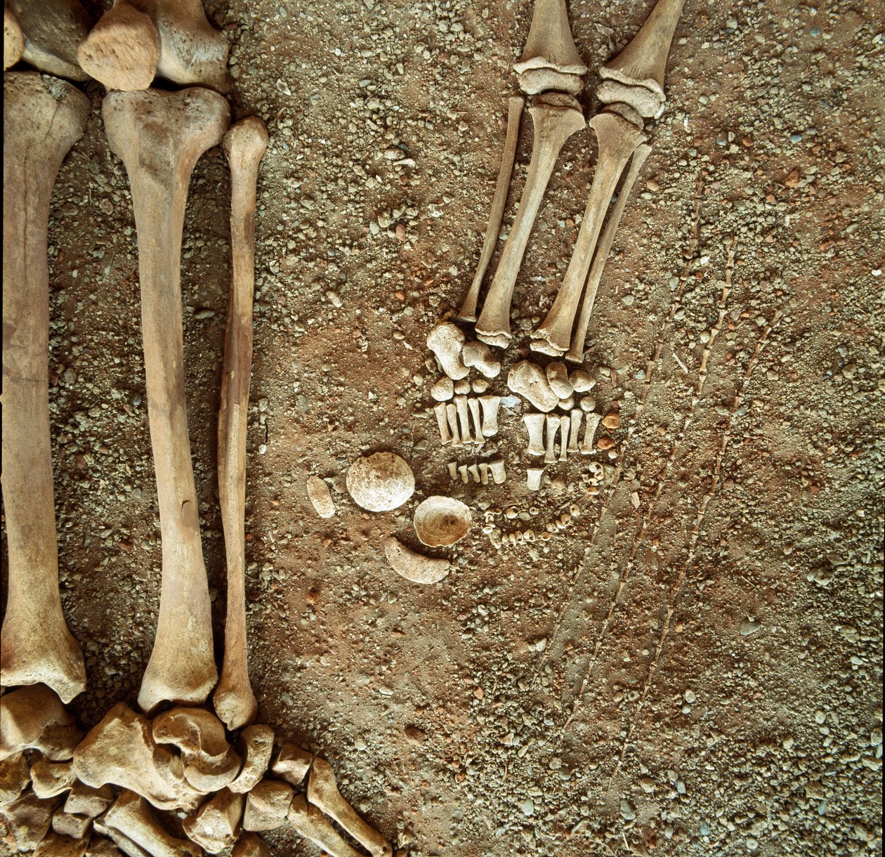 Double Sepulture of Adults and Children (detail) by Prehistoric Prehistoric