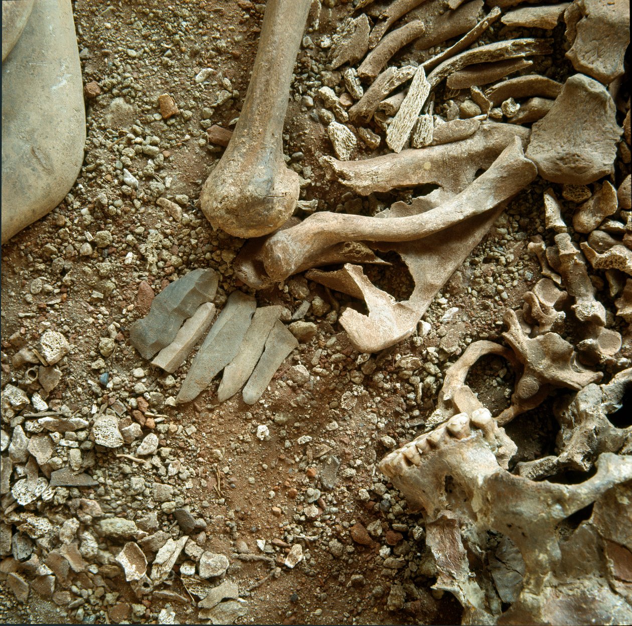 Prehistory: double sepulture of adults and children. Detail view of the funeral trousseau from the Candid Arene Cave (Finale Liguria), Liguria. Mesolithic, 7000-6000 BC. Genes, museo di archeologia ligure by Prehistoric Prehistoric