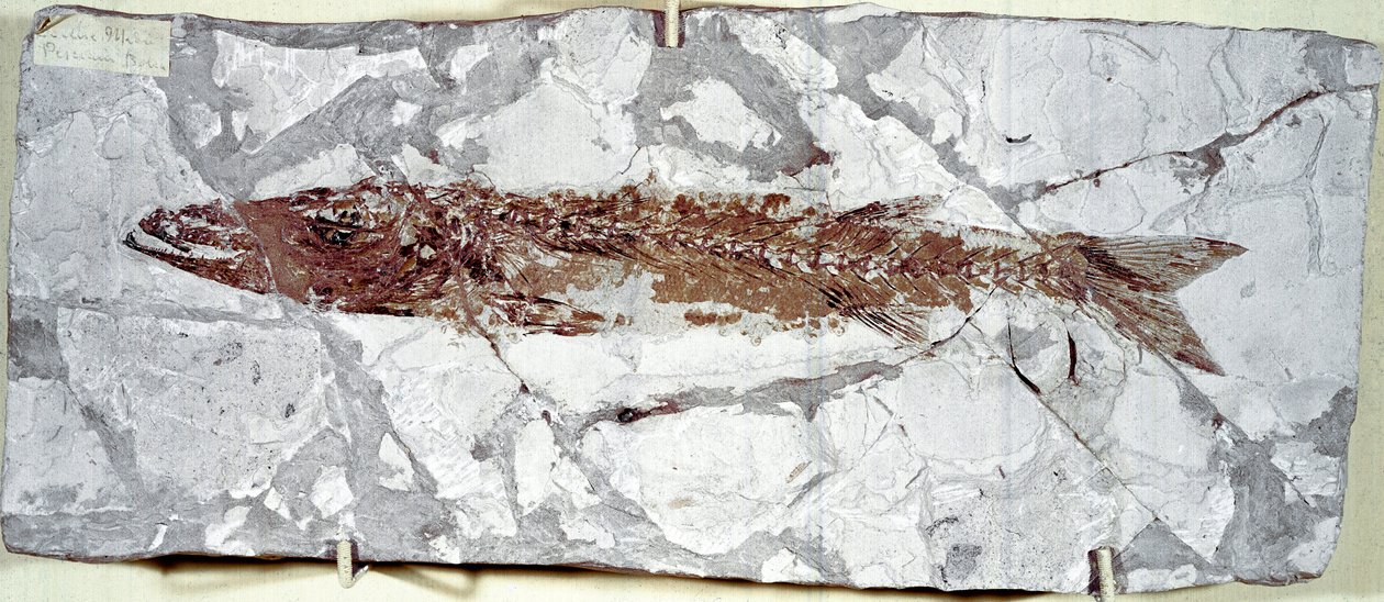 Fish fossil Sphyraena Bolcensis from Mount Bolca (Eocene period) by Prehistoric Prehistoric