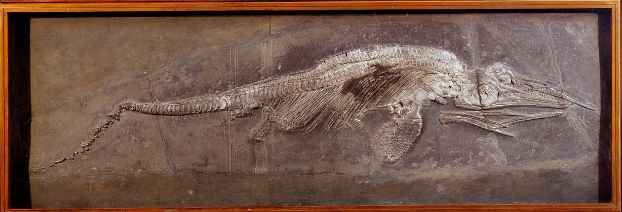 Fossil of Pareiasaur, prehistoric animal, Paris, natural history museum by Prehistoric Prehistoric