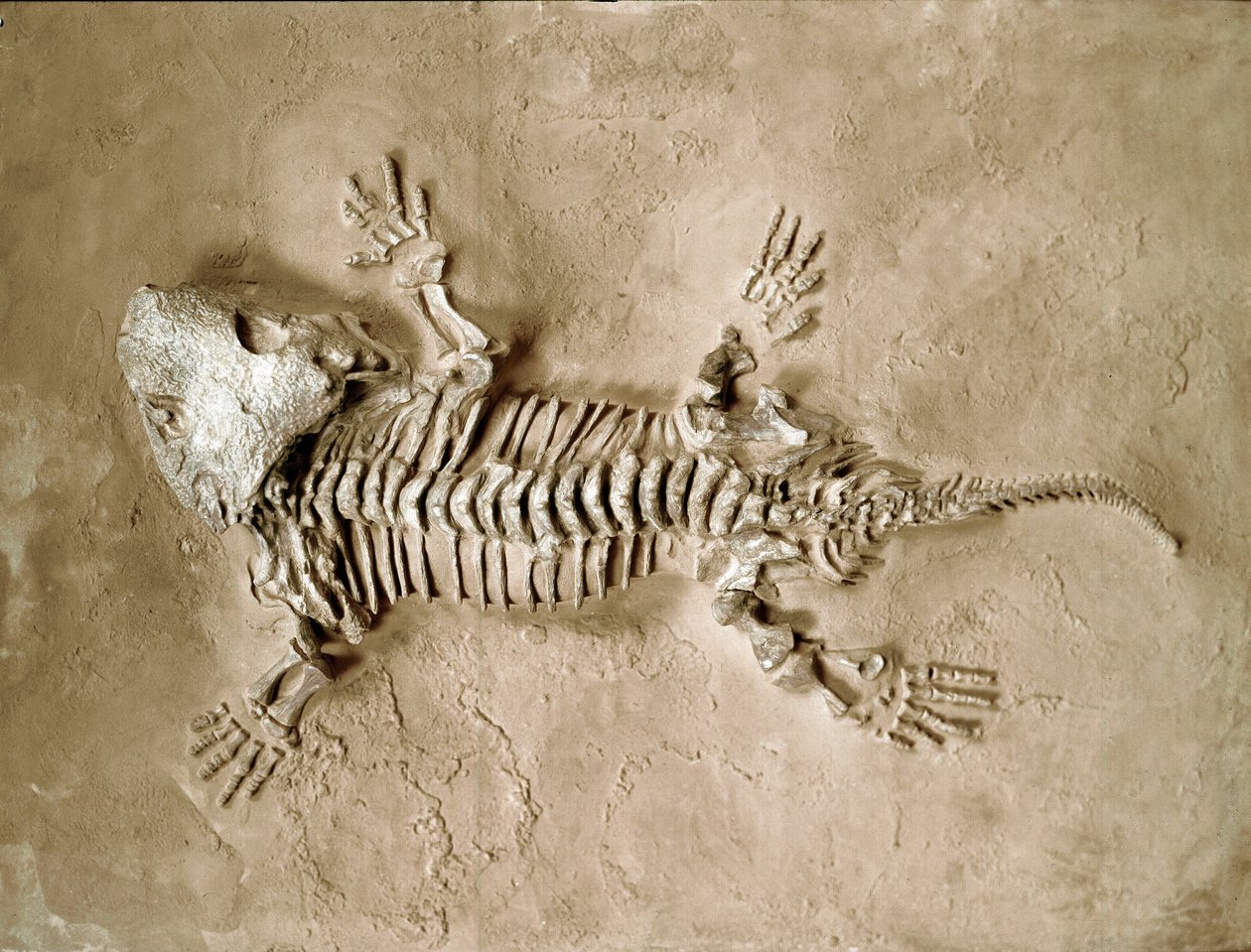 Prehistory: fossil of Seymouria Bayolorensis amphibian reptile from Texas in the United States. Permian period. Museo civico di storia naturale, Milan by Prehistoric Prehistoric
