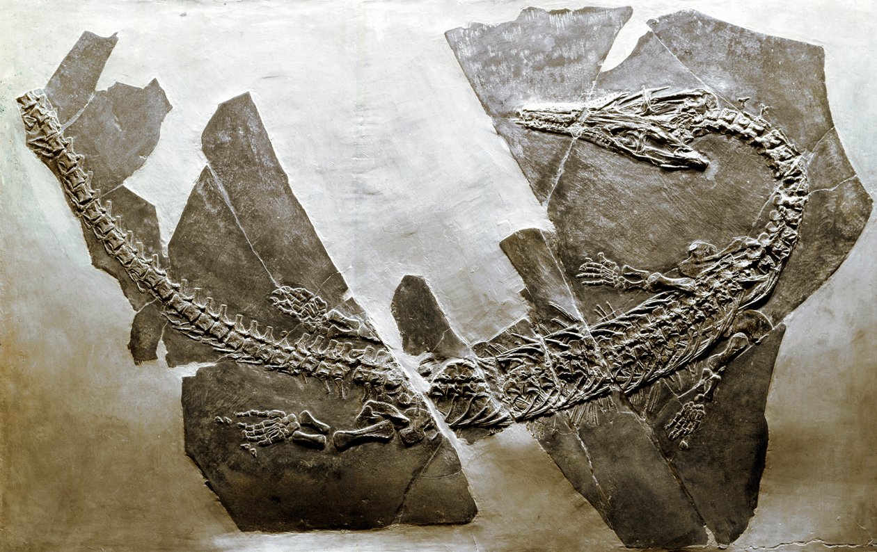 Fossil of the aquatic reptile Askeptosaurus italicus (Middle Triassic) by Prehistoric Prehistoric