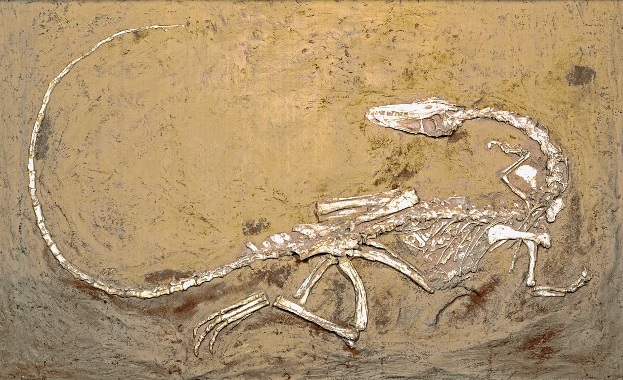 Prehistory: fossil of the dinosaur Coelophysis. Period of the Upper Triassic. Museo civico di storia naturale, Milan by Prehistoric Prehistoric