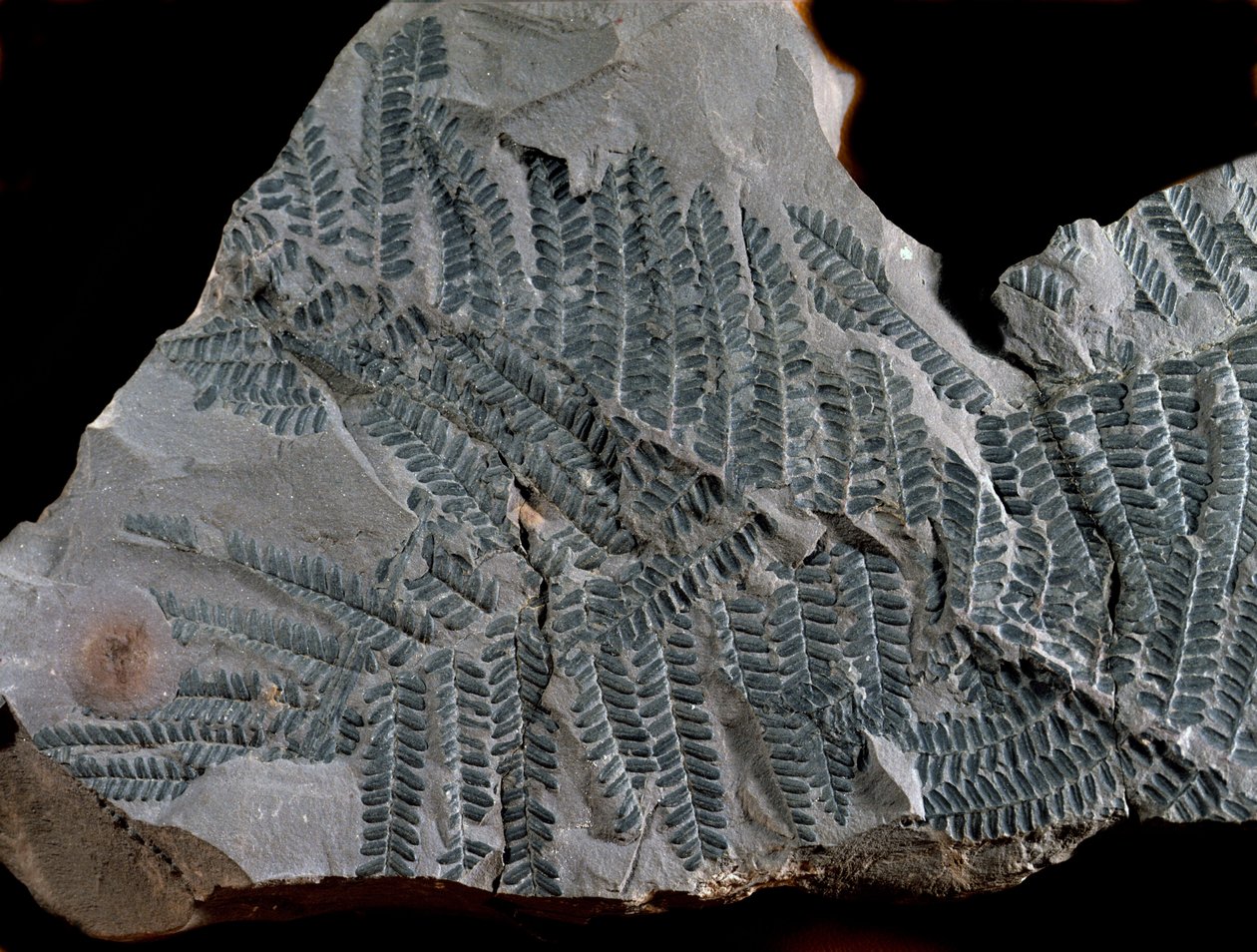 Prehistory: period of the higher carboniferous. Fossil of Acitheca Poymorphe of the fern family. Find in Gottelborn in Germany by Prehistoric Prehistoric