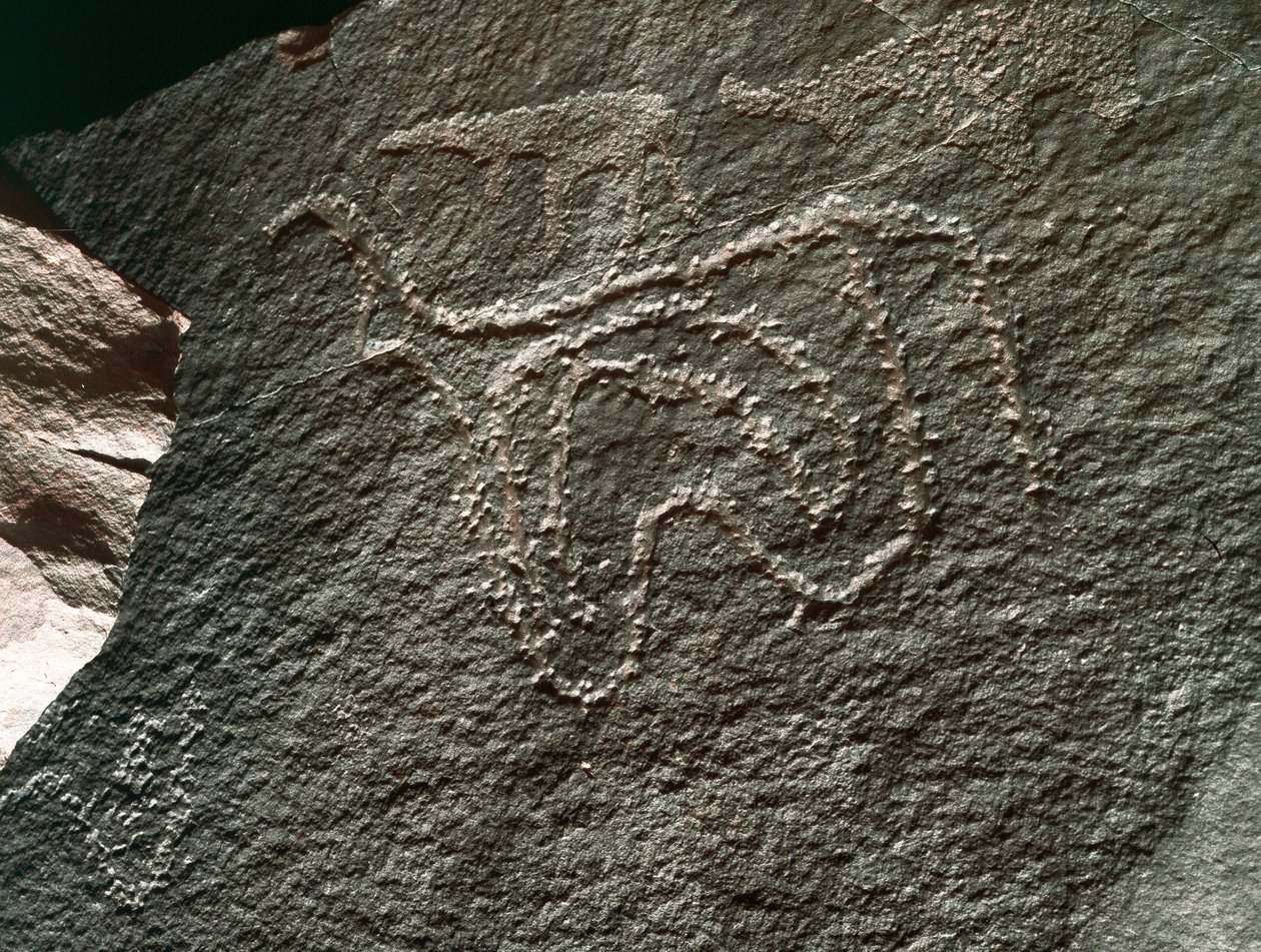 Rock Art: Representation of Cattle. Tazina Style (5000-2000 BC). Taghit, Haut Plateau du Hoggar, Algeria by Prehistoric Prehistoric