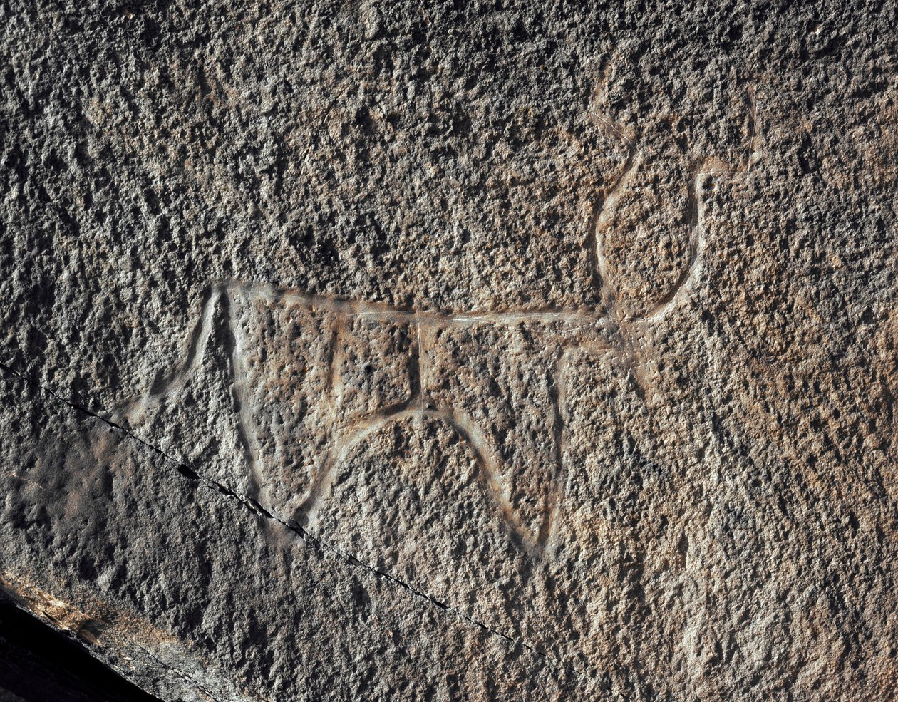 Rock Art: Representation of a Cattle by Prehistoric Prehistoric