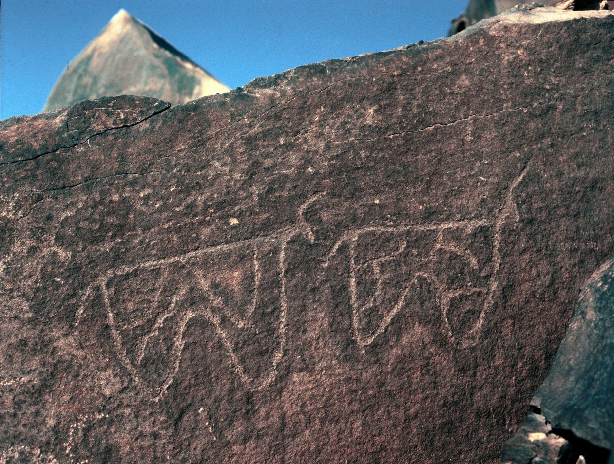 Rock art: grave rock of the representation of cattle (Tazina style, Stone Age 5000-2000 BC) by Prehistoric Prehistoric