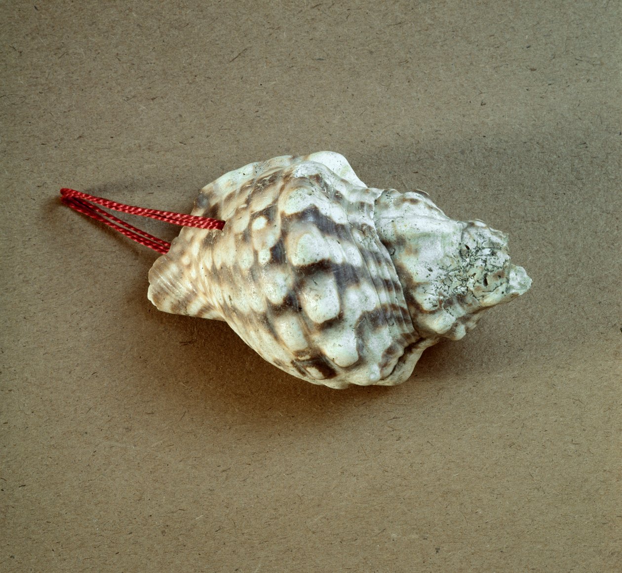 Shell of Triton nodifer pierced, used as a whistle from the Necropole of Arene Candide, Liguria. Middle Neolithic, Stone Age. Museo di archeologia Ligure, Genoa by Prehistoric Prehistoric