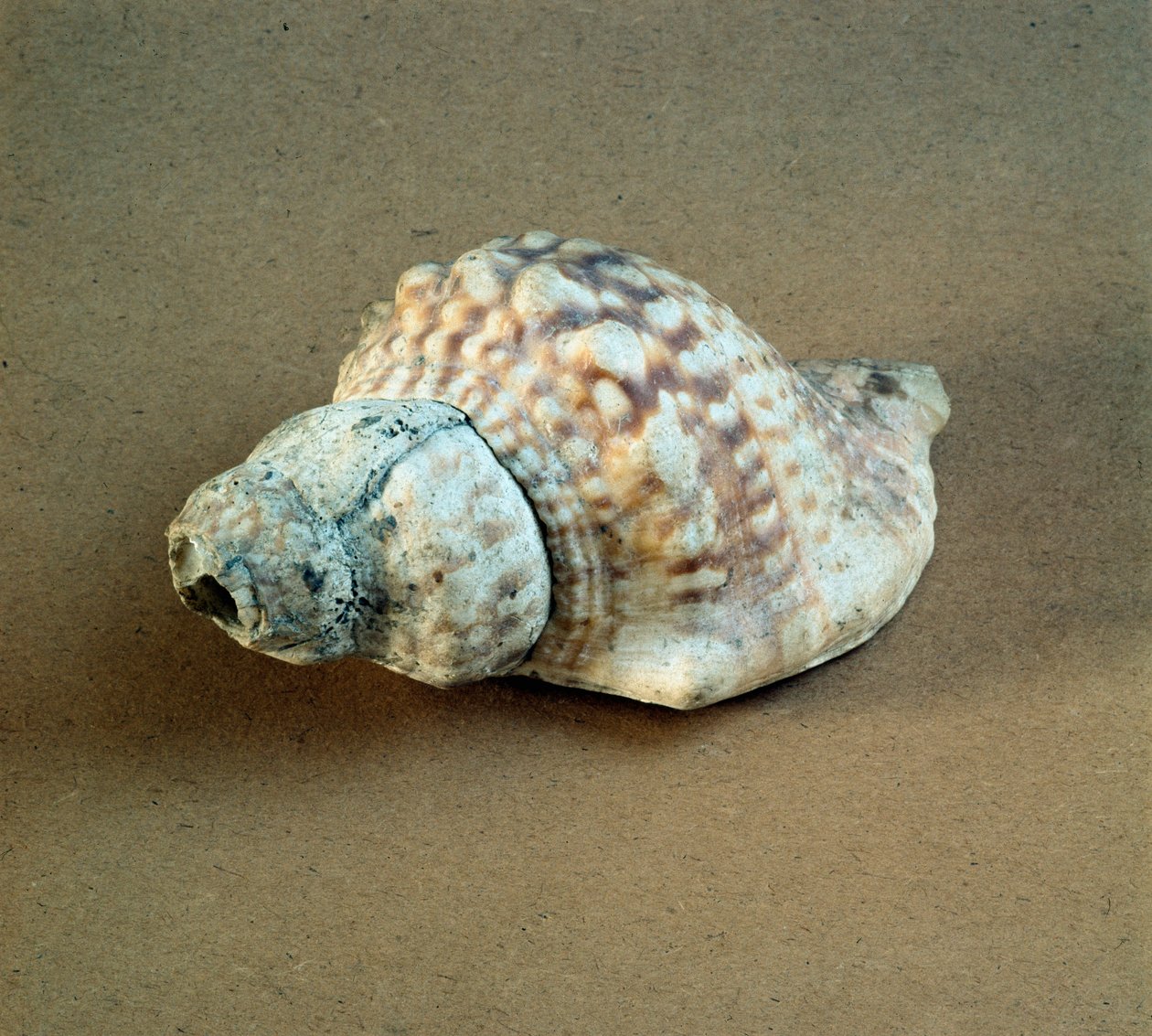 Shell of Triton Nodifer Used as a Whistle by Prehistoric Prehistoric