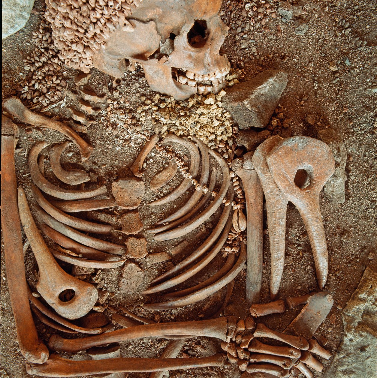 Skeleton and funerary trousseau of teenagers said of the young prince from the cave of the Arene Candide: necklace of shells, deer horn and flint. Stone Age, Upper Paleolithic. Museo di archeologia Ligure, Genoa by Prehistoric Prehistoric