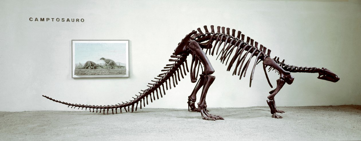 Skeleton of the camptosaur dinosaur (Camptosaurus Browni) (Superior Jurassic) by Prehistoric Prehistoric