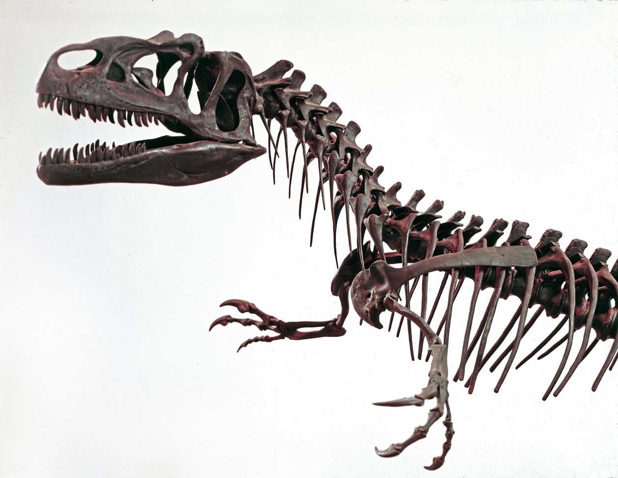 Prehistory: skeleton of the dinosaur Allosaurus fragilis. Period of the Upper Jurassic by Prehistoric Prehistoric