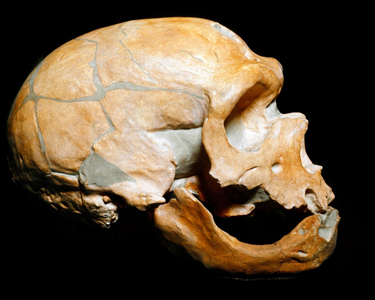 Prehistory: skull of the Man of the Chapel to the Saints, Neanderthal, Paleolithic by Prehistoric Prehistoric