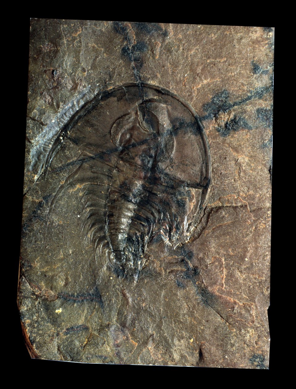 Prehistory: trilobite Olenellus fossil (arthropod). Age of the Paleozoic, period of the Cambrian. Find in Utah, United States by Prehistoric Prehistoric