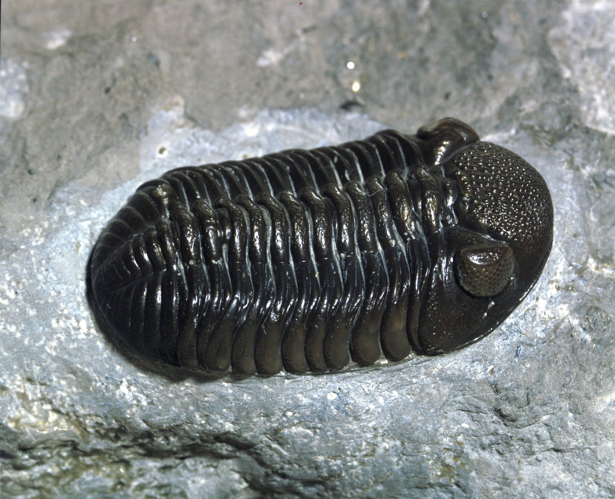 Prehistory: trilobite Phacops Rana fossil (arthropod). Age of the Paleozoic, period of the Devonian. Find in Ohio, United States by Prehistoric Prehistoric