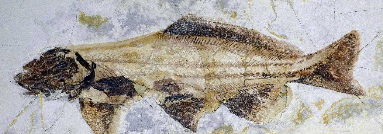 Sturgeon Fossil Footprint, Lower Cretaceous by Prehistoric Prehistoric