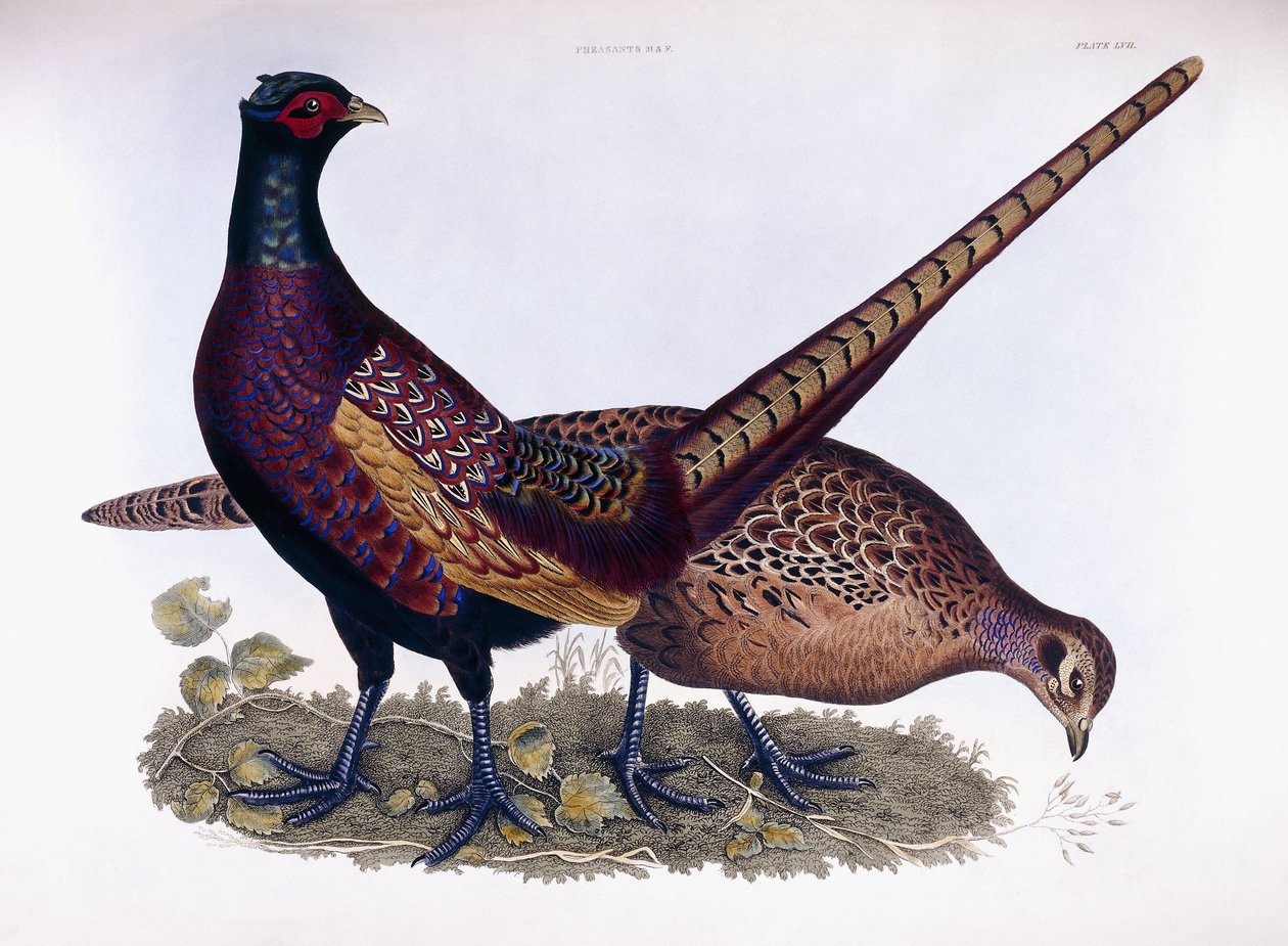 Pheasants (Male & Female) by Prideaux John Selby