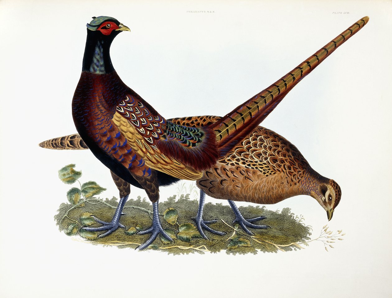 Pheasants by Prideaux John Selby