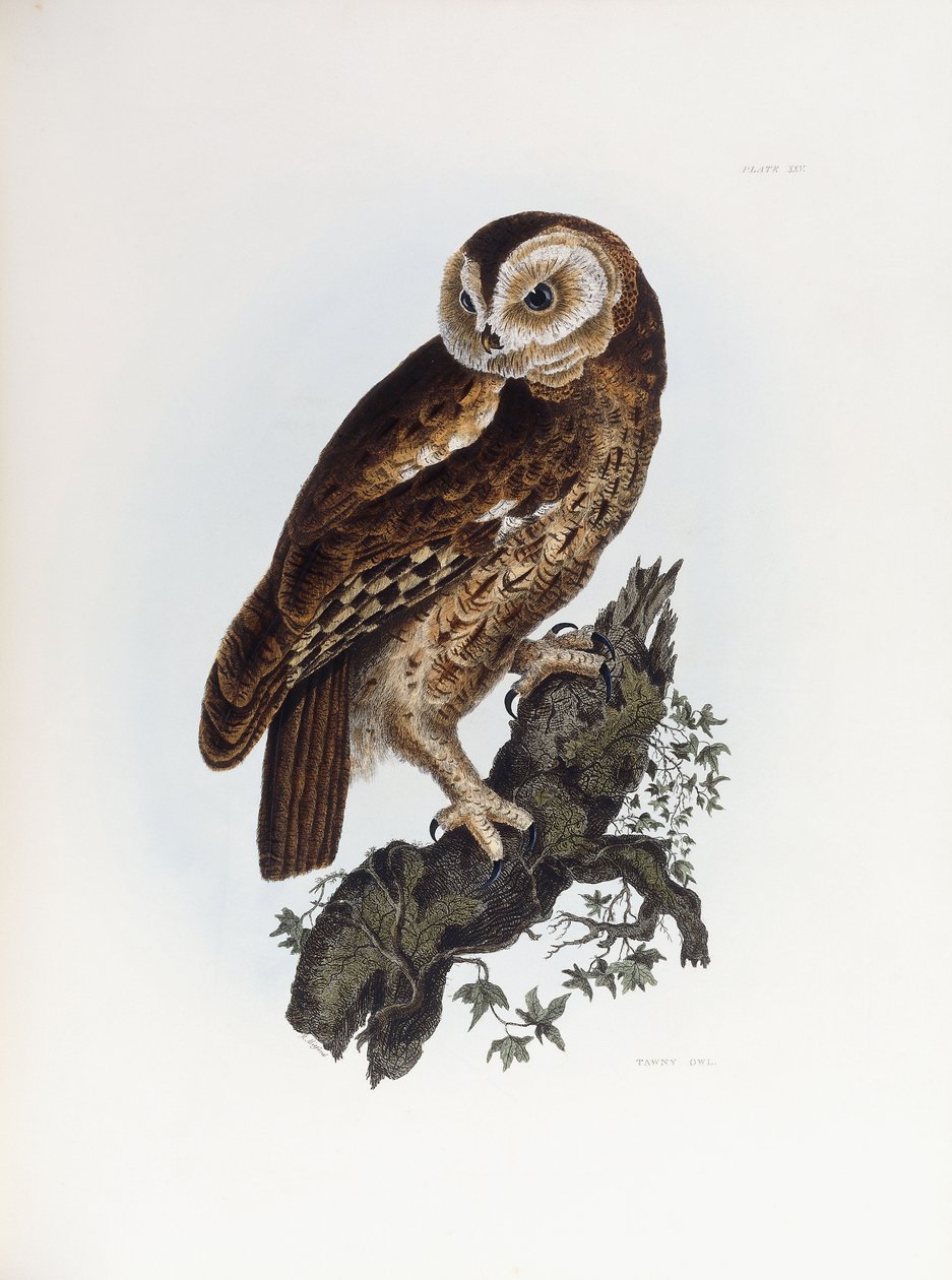 Tawny Owl, 1841 by Prideaux John Selby